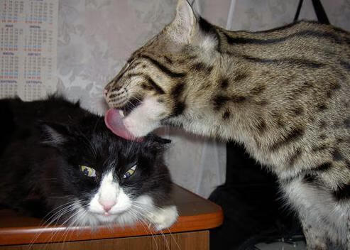 华体会网址-当摩纳哥遇见加拉加斯,托尼的完美之夜与一个篮球小国的爆冷奇迹 第2张 华体会网址-当摩纳哥遇见加拉加斯,托尼的完美之夜与一个篮球小国的爆冷奇迹 第2张